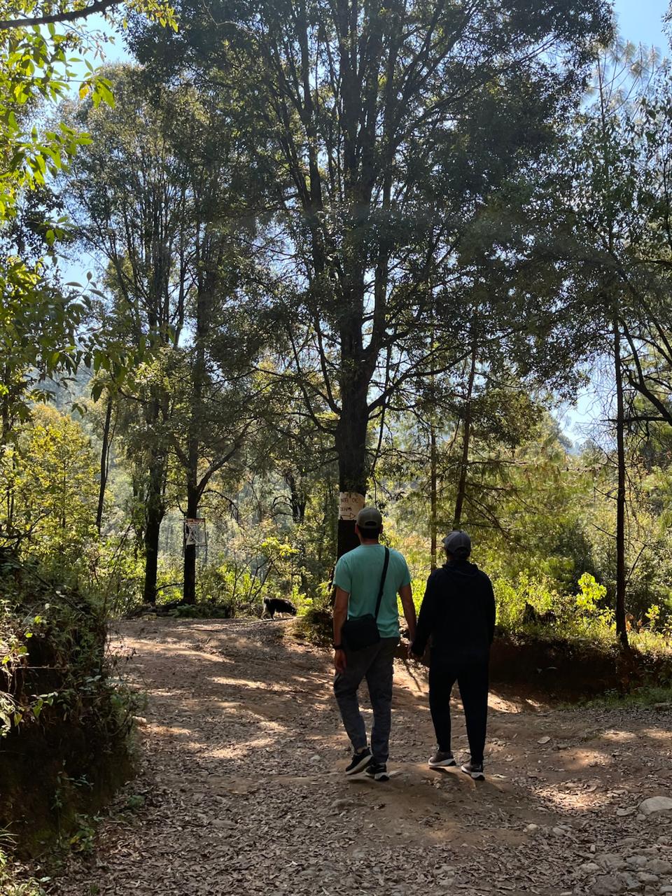 Senderos entre pinos y oyameles del bosque de Los Saucos